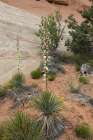 Narrowleaf yucca, Alcove Nature Trail, Colorado National Monument, Colorado, USA. Art Print